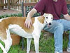 Roger and Lori - Retired Racing Greyhounds