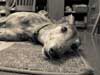 rescued retired racing greyhounds